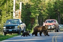 Beruang Grizzly dengan ketiga anaknya, melintasi jalan di Taman Nasional Grand Teton, Wyoming, Juni 2011. (AP)