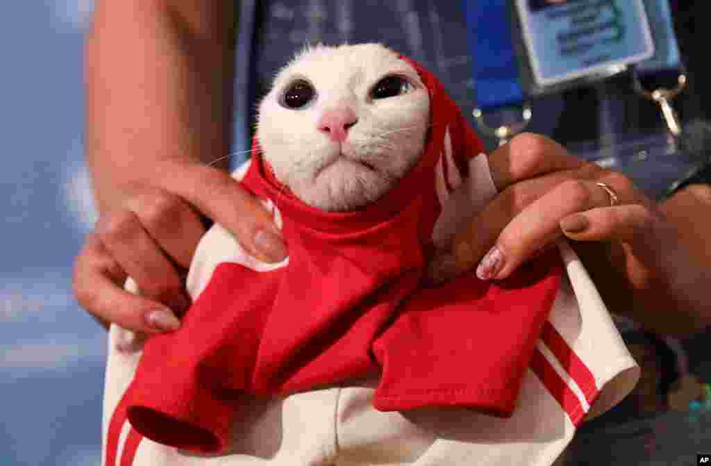 Seorang peserta mendandani kucing Achilles dengan kostum piala dunia dalam acara untuk meramal hasil pertandingan antara timnas Rusia lawan Saudi Arabia di Saint Petersburg, Rusia.