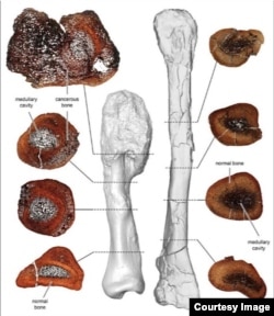 A comparison between thin sections of the cancerous leg bone (L) and a normal fibula bone of the horned Centrosaurus is seen in this image released on August 3, 2020.