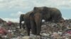 سری لنکا: دیہاتیوں کو ہاتھیوں سے بچانے کا نیا منصوبہ