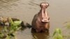 Hippos Called River Life Force