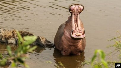 What Do Hippos Eat? Everything To Know About A, 53% Off