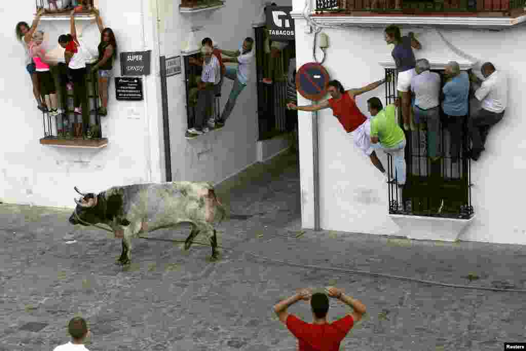 People hold onto windows to avoid a bull during the &#39;Toro de Cuerda&#39; (Bull on Rope) festival in Grazalema, southern Spain, July 20, 2015.