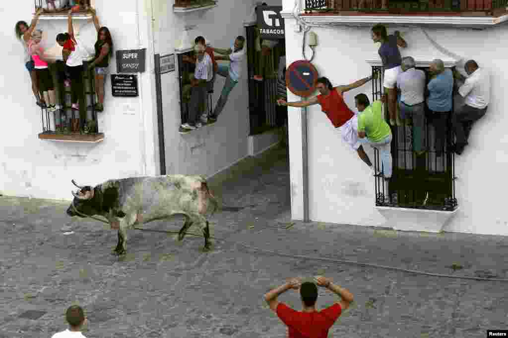 People hold onto windows to avoid a bull during the 'Toro de Cuerda' (Bull on Rope) festival in Grazalema, southern Spain, July 20, 2015.