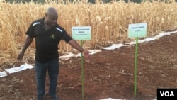 New experimental hybrid maize on display at a maize field in Harare, Zimbabwe, Oct. 24, 2016. Scientists in Zimbabwe say they have developed new heat- and drought-tolerant varieties of maize that may be ready for sale ahead of the next planting season. (S. Mhufo/VOA)