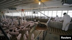 Работники свинофермы в Айове