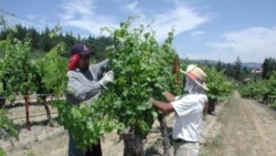 کمک فائو به کشاورزی ارگانیک ایران
