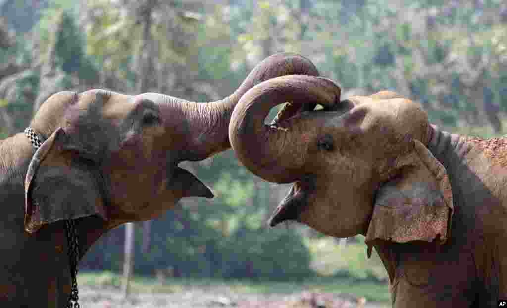 Saudação entre elefantes &nbsp;