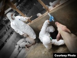 Petugas dari Balai Veteriner Medan sedang mengambil sampel darah ternak babi untuk pemeriksaan penyakit African Swine Fever. (Courtesy: Balai Veteriner Medan).