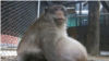 میمون سنگین وزن تایلندی مجبور به رژیم برای کاهش وزن شد 