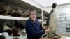 Scientists Find Bones from Giant Penguin in New Zealand