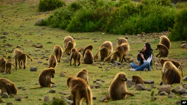 A tourist watches Gelada baboons in the Simien Mountains of Ethiopia.