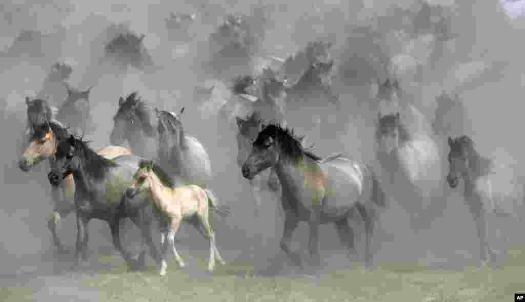 Horses are seen during a wild horse show event in Duelmen, Germany, May 26, 2018.