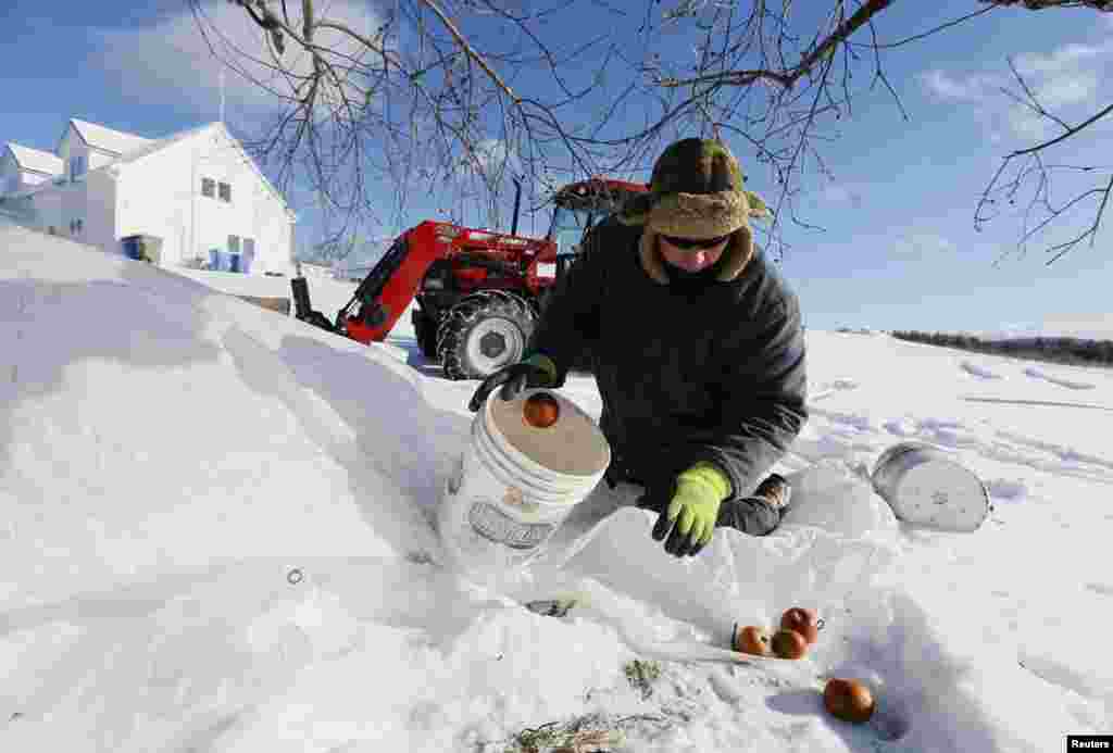 کینیڈا کے برف پوش علاقے میں 430 ایکڑ پر محیط سیبوں کے باغ میں پھل مکمل طور پر تیار ہو چکے ہے۔
