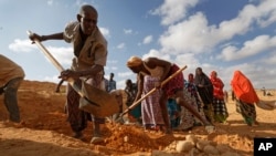 In this photo taken Wednesday, March 8, 2017, men dig with shovels and women take away the earth to build a dam so that if rains do come the water can be stored near Bandar Beyla in Somalia's semiautonomous northeastern state of Puntland.