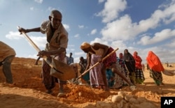In this photo taken Wednesday, March 8, 2017, men dig with shovels and women take away the earth to build a dam so that if rains do come the water can be stored near Bandar Beyla in Somalia's semiautonomous northeastern state of Puntland.