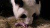 Nacen pandas mellizos en zoológico de Atlanta
