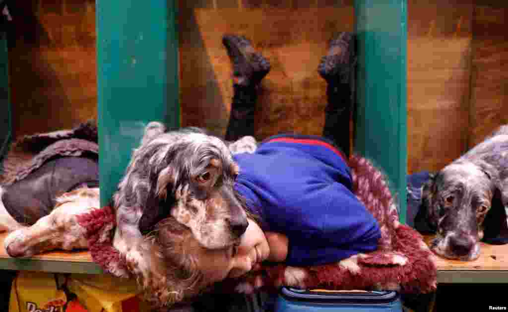 Katie McCloughlin merebahkan badan bersama anjingnya Topsy, dalam lomba pertunjukan anjing di Birmingham, Inggris.
