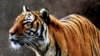 Tigers in Trouble Draw Global Attention