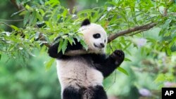 Foto de archivo de Bao Bao colgando de un árbol en el Zoológico Nacional de Washington.