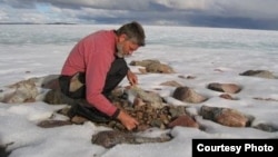 Professor Gifford Miller is shown here collecting dead plant samples from beneath a Baffin Island ice cap. (Photo courtesy Gifford Miller, University of Colorado Boulder) 