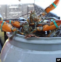In the 1980s, 80 lobster boats could be found in Boston Harbor. Today, there are 27.