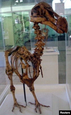 FILE - A skeleton of a Mauritius Dodo bird which was found in a cave at the foot of Le Pouce Mountain at Pailles, in 1900, stands at an exhibition in the Mauritius Institute Museum in Port Louis, Dec. 27, 2005.