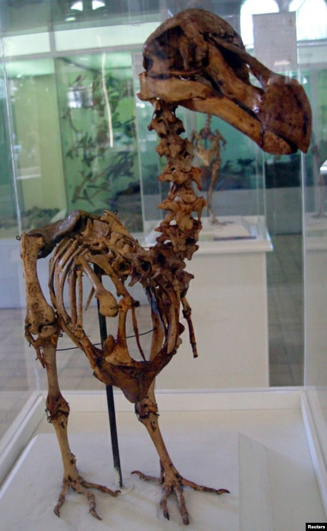 FILE - A skeleton of a Mauritius Dodo bird which was found in a cave at the foot of Le Pouce Mountain at Pailles, in 1900, stands at an exhibition in the Mauritius Institute Museum in Port Louis, Dec. 27, 2005. (REUTERS)