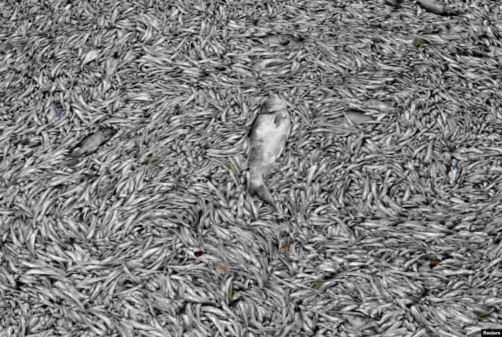 Dead fish are seen floating in the polluted West Lake in Hanoi, Vietnam.