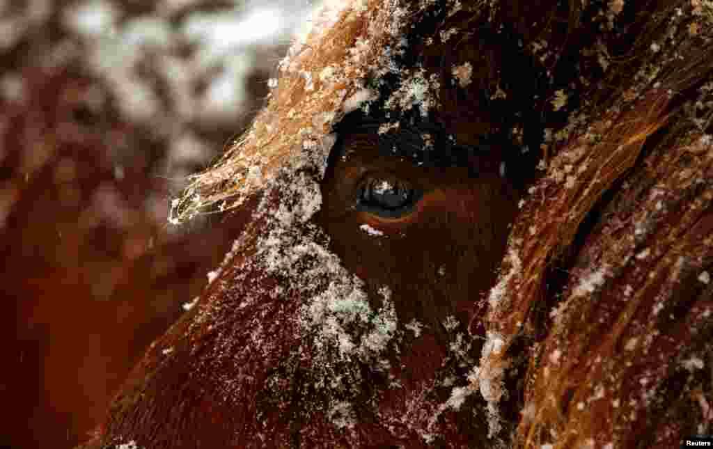 A horse is seen in the snow in Kaufbeuren, Germany.