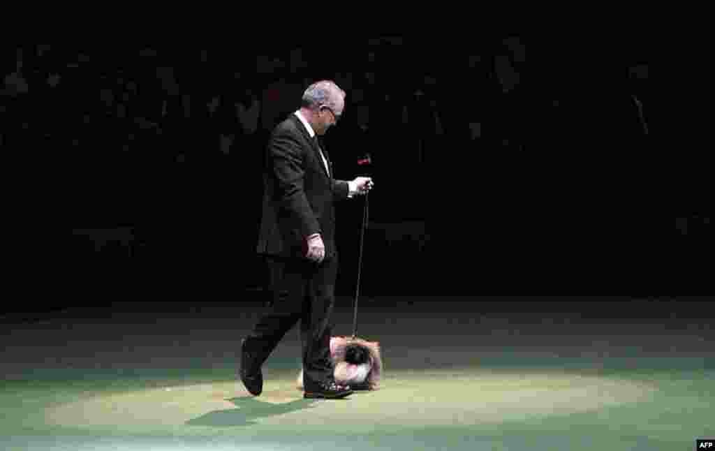 Malachy, a Pekingese, is handled by owner David Fitzpatrick as he competes for best in show during the annual Westminster Kennel Club dog show, February 14, 2012. (AP)