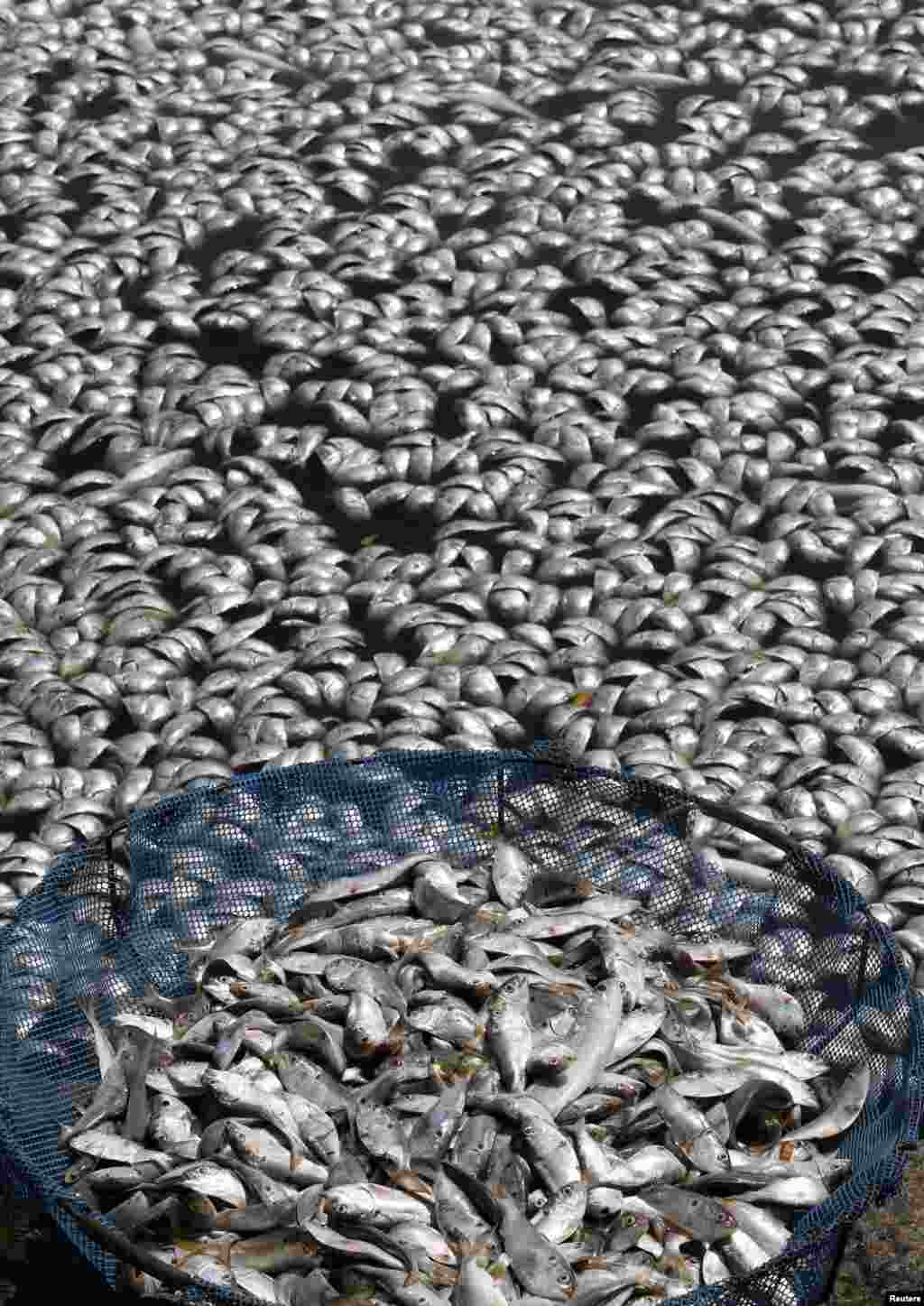 برازیل میں ہزاروں مچھلیاں ہلاک