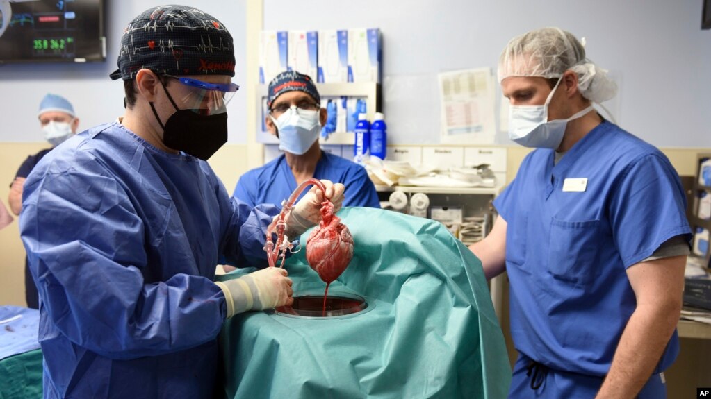 In this photo provided by the University of Maryland School of Medicine, members of the surgical team show the pig heart for transplant into patient David Bennett in Baltimore on Friday, Jan. 7, 2022. (Mark Teske/University of Maryland School of Medicine)