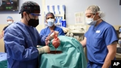 In this photo provided by the University of Maryland School of Medicine, members of the surgical team show the pig heart for transplant into patient David Bennett in Baltimore on Friday, Jan. 7, 2022. (Mark Teske/University of Maryland School of Medicine)