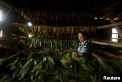 Farmer Maria Rivera, 47, prepares tobacco leaves for drying at a curing barn in Cuba's western province of Pinar del Rio, Jan. 26, 2016.