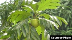 A breadfruit (photo by Mary McLaughlin - Trees That Feed Foundation)