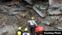 Pryse, a Labrador retriever with a search-and-rescue team from Virginia, looks for survivors after an earthquake in Nepal in April 2015. (Credit: Fairfax Fire & Rescue)