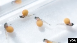 Scientists at Georgia Tech and Kings College, London studied 7-day-old embryonic fish to determine the pathways that differentiate teeth or taste buds. (Courtesy: Rob Felt, Georgia Tech)