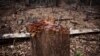 A hacked stump stands in the midst of a logged area in eastern Sierra Leone Apr. 22, 2012.