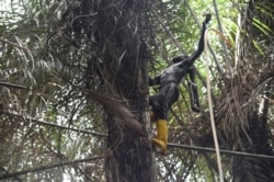 Wilson Ovwiroro is seen collecting sap by tapping raffia trees, in Sapele, Nigeria, Sept. 15, 2021. The sap is then fermented, turning it into palm wine.