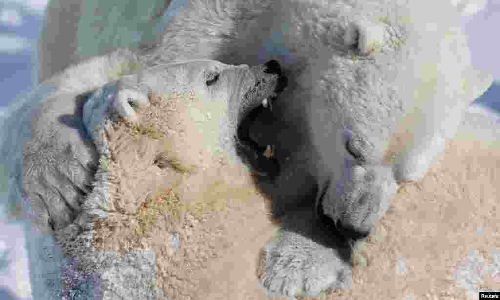Polar bears Taiga (L) and Eddy playfully fight at the Quebec Aquarium in Quebec City, Canada.