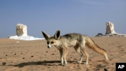 FILE - This Saturday, May 19, 2013 photo shows a Fennec fox, the smallest species of fox, and a native to the Sahara desert in Africa, in the White desert, about 500 kilometers (310 miles) southwest of Cairo, Egypt. 