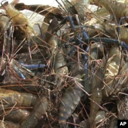 Some of the prawns harvested by the Corbin family, tobacco farmers who have gotten into aquaculture.