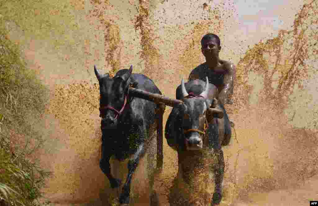 A jockey races a pair of bulls on a paddy fields during the annual Kalapoottu bull running festival in the village of Vengannur near Palakkad, India.