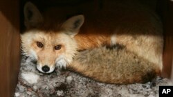 In this undated photo provided by the California Department of Fish and Wildlife, a captured male red fox is seen.
