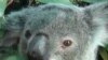 Koala AIDS Poses Increased Hazard to Australian Icon Already at Risk