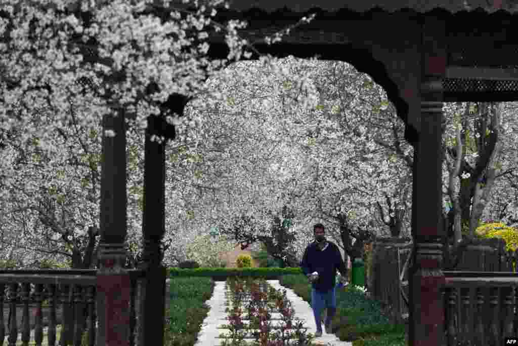 A Kashmiri man walks past blooming almond orchards as spring arrives at Badamwari in Srinagar. Spring has arrived in Indian-administered Kashmir, which marks a thawing of the lean season for tourism in the Himalayan region. 
