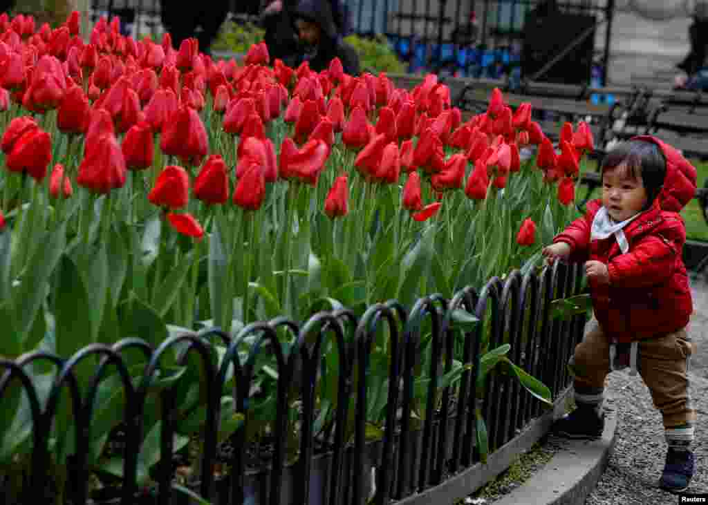 نگاه کودک به گل های لاله در نیویورک &nbsp;