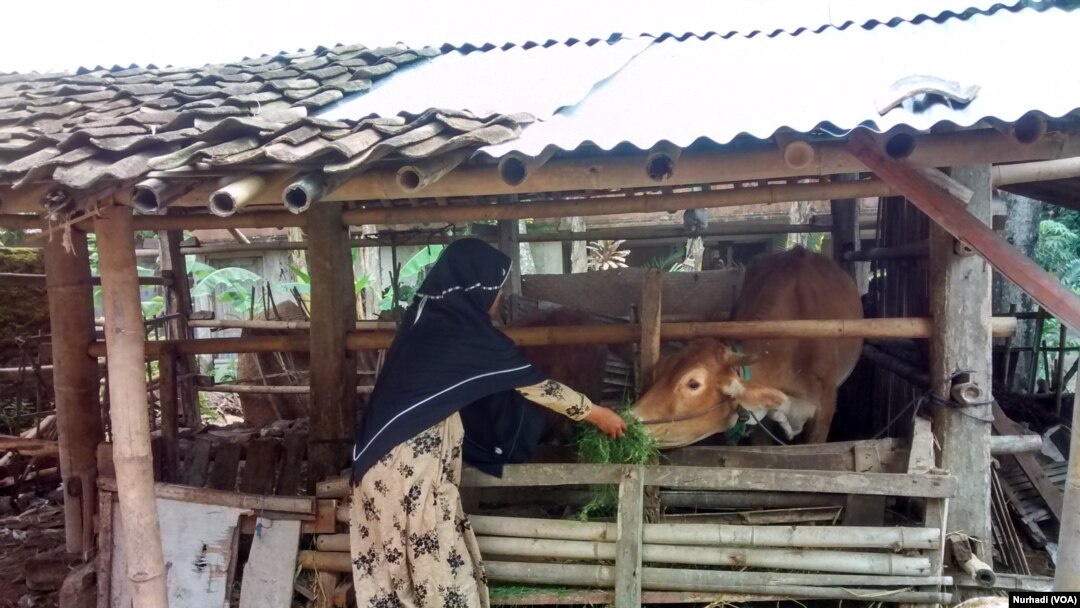 Santri putri Pondok Pesantren MBS menjalani hidup sebagai anak peternak sapi (Foto: VOA/Nurhadi)