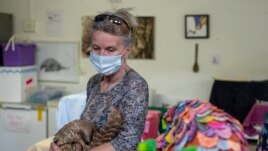 Nicci Wright, a wildlife rehabilitation expert and executive director of the African Pangolin Working Group in South Africa holds a pangolin at a Wildlife Veterinary Hospital in Johannesburg, South Africa, Sunday, Oct. 18, 2020. (AP Photo/Themba Hadebe)